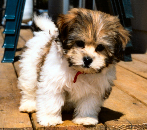 Puppy Picture